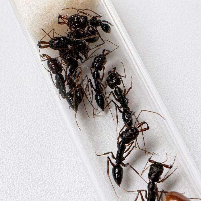 Odontomachus monticola obrera de cerca — mandíbulas que se cierran a 230 km/h, hormiga trampamandíbula de montaña exótica para criadores de hormigas