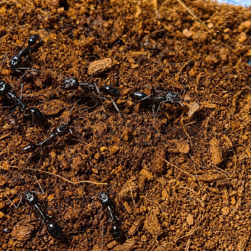 Odontomachus monticola worker — matt black mountain trap-jaw ant from Asian mountains, live colony at ANTonTOP