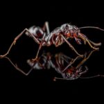 Odontomachus monticola obreras en formicario — 10-13 mm hormiga trampa-mandíbula de montaña para criadores, golpe-y-salto explosivo mediante retroceso de mandíbulas