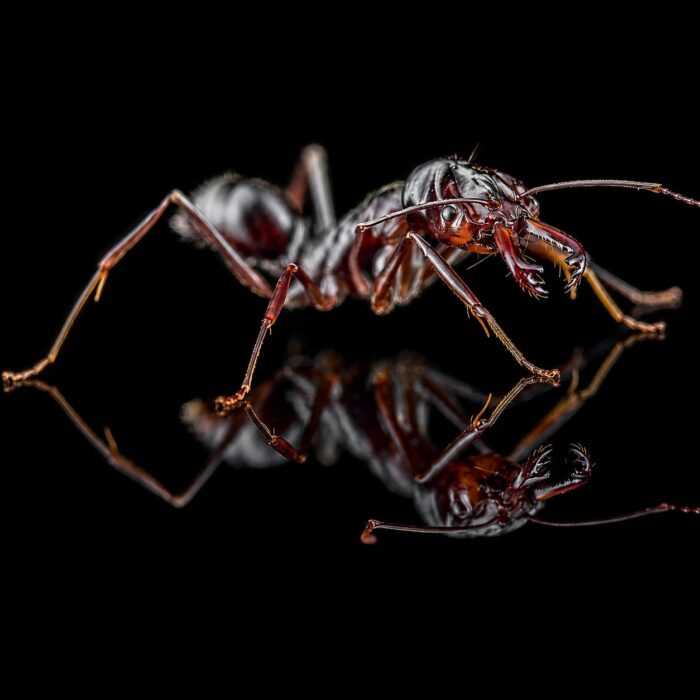 Odontomachus monticola obreras en formicario — 1013 mm hormiga trampamandíbula de montaña para criadores, golpeysalto explosivo mediante retroceso de mandíbulas