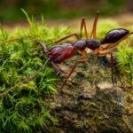 Odontomachus rixosus worker — elongated trap-jaw mandibles held wide open trap-jaw ant native to the pantropics, live colony at ANTonTOP