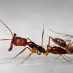 Odontomachus rixosus obreras en formicario — hormiga trampa-mandíbula para criadores, golpe-y-salto explosivo mediante retroceso de mandíbulas