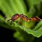Odontomachus rixosus reina con cría — colonia fundadora de hormiga trampa-mandíbula pantropical, hormigas vivas en venta