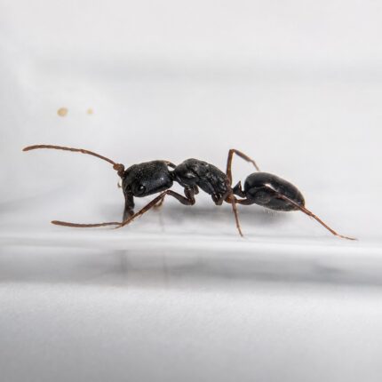 Odontomachus troglodytes worker — elongated trap-jaw mandibles held wide open trap-jaw ant native to the pantropics, live colony at ANTonTOP