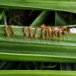 Oecophylla smaragdina robotnica — pomarańczowo-zielona z przezroczystym gasterem zielona mrówka tkacka z Azji Południowej i Południowo-Wschodniej oraz północnej Australii, żywa kolonia w ANTonTOP