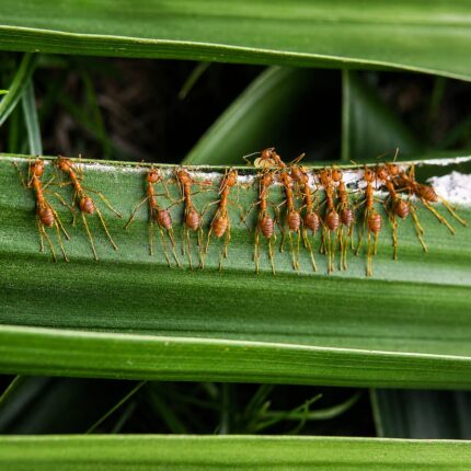 Oecophylla smaragdina robotnica — pomarańczowo-zielona z przezroczystym gasterem zielona mrówka tkacka z Azji Południowej i Południowo-Wschodniej oraz północnej Australii, żywa kolonia w ANTonTOP