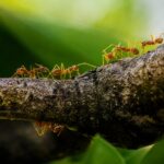 Oecophylla smaragdina - obrazek 8