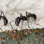 Paraponera clavata - obrazek 4