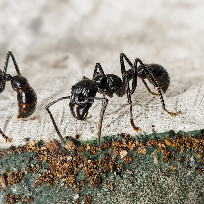 Paraponera clavata  obrazek 4