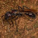 Paraponera clavata - obrazek 3