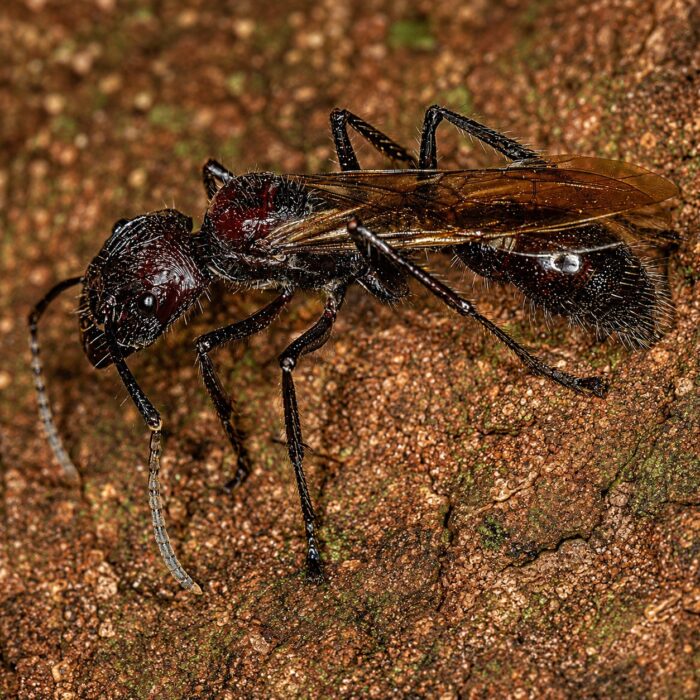 Paraponera clavata  obrazek 3