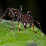 Paraponera clavata - obrazek 2