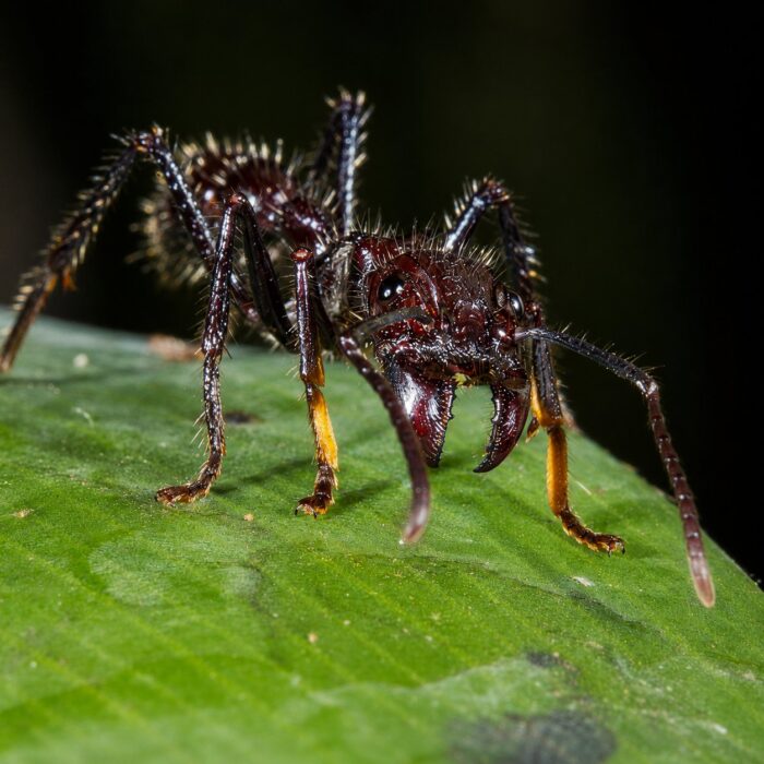 Paraponera clavata  obrazek 2