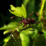 Paraponera clavata - obrazek 5
