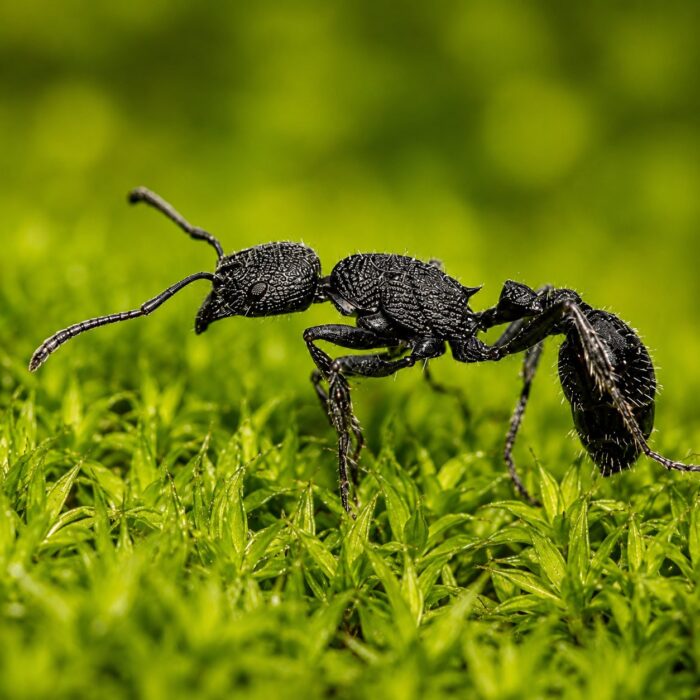 Patagonomyrmex angustus worker — reddish robust body Patagonian harvester from southern South America, live colony at ANTonTOP