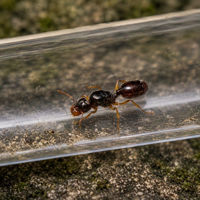 Pheidole barbata duża robotnica — nieproporcjonalnie duże głowy żołnierzy mrówka wielkogłowa pantropikalna, żywa kolonia w ANTonTOP