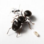 Pheidole dugasi major worker — oversized soldier heads big-headed ant native to the pantropics, live colony at ANTonTOP