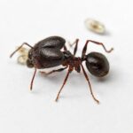 Pheidole dugasi reina con cría — colonia fundadora de hormiga cabezona pantropical, hormigas vivas en venta