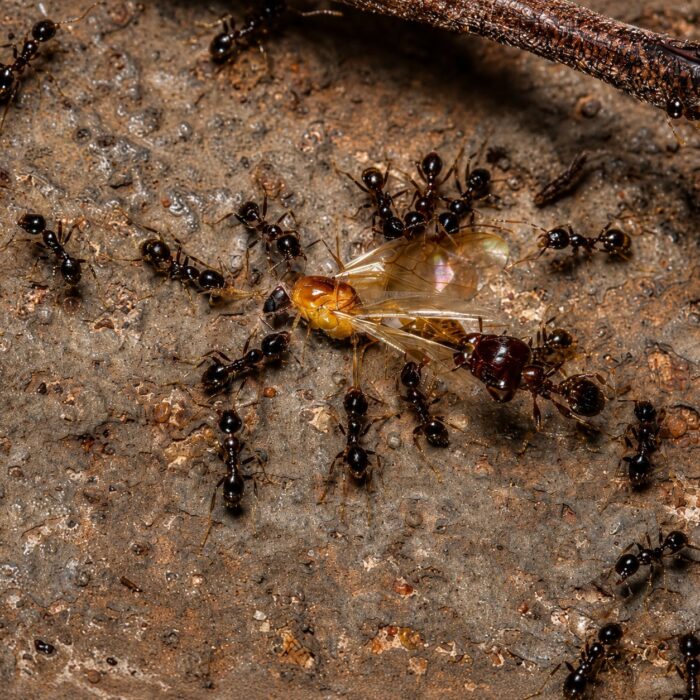 Pheidole elisae duża robotnica — nieproporcjonalnie duże głowy żołnierzy mrówka wielkogłowa pantropikalna, żywa kolonia w ANTonTOP