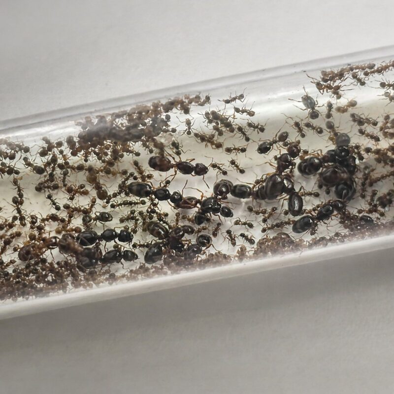Pheidole indica duża robotnica — żółtopomarańczowa indyjska mrówka wielkogłowa z Azji Południowej, żywa kolonia w ANTonTOP