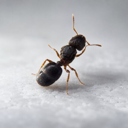 Pheidole nigeriensis major worker — oversized soldier heads big-headed ant native to the pantropics, live colony at ANTonTOP
