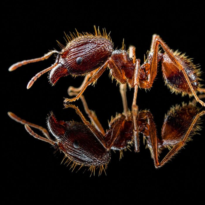 Pheidole nodus major worker — oversized soldier heads bigheaded ant native to the pantropics, live colony at ANTonTOP