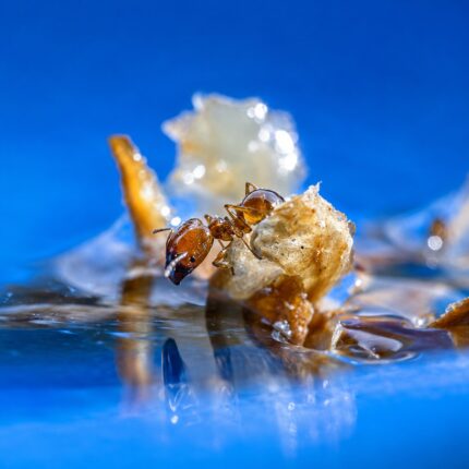 Pheidole pallidula — live ant colony for sale at ANTonTOP