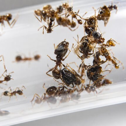 Pheidole parva major worker — oversized soldier heads big-headed ant native to the pantropics, live colony at ANTonTOP