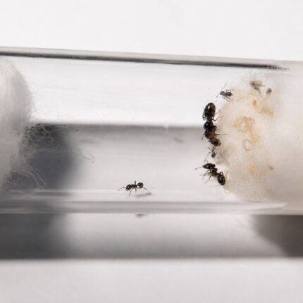 Pheidole pieli major worker — oversized soldier heads big-headed ant native to the pantropics, live colony at ANTonTOP