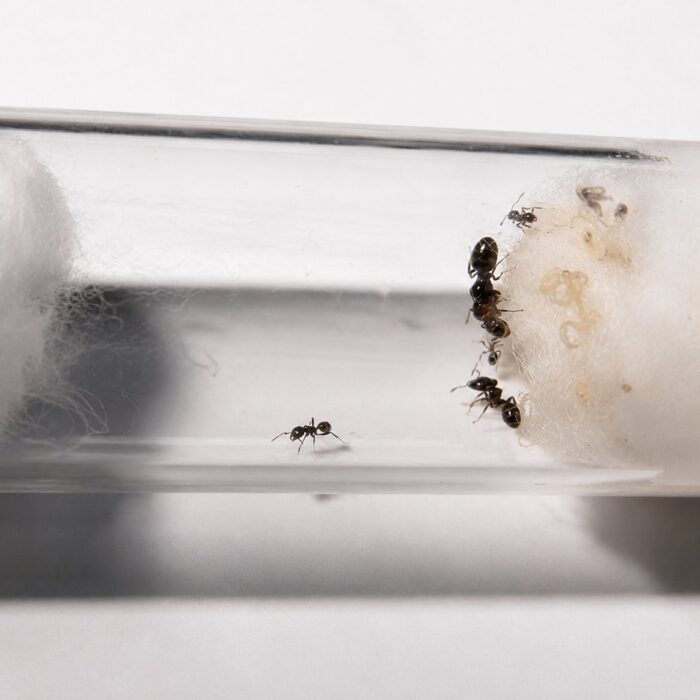 Pheidole pieli duża robotnica — nieproporcjonalnie duże głowy żołnierzy mrówka wielkogłowa pantropikalna, żywa kolonia w ANTonTOP