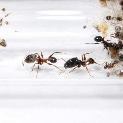 Pheidole plagiaria major worker — oversized soldier heads big-headed ant native to the pantropics, live colony at ANTonTOP