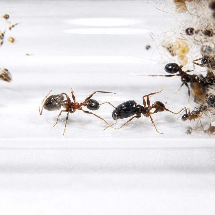 pheidoleplagiariaPheidoleplagiaria1 Pheidole plagiaria duża robotnica — nieproporcjonalnie duże głowy żołnierzy mrówka wielkogłowa pantropikalna, żywa kolonia w ANTonTOP