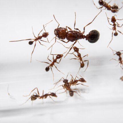 Pheidole singaporensis duża robotnica — nieproporcjonalnie duże głowy żołnierzy mrówka wielkogłowa pantropikalna, żywa kolonia w ANTonTOP