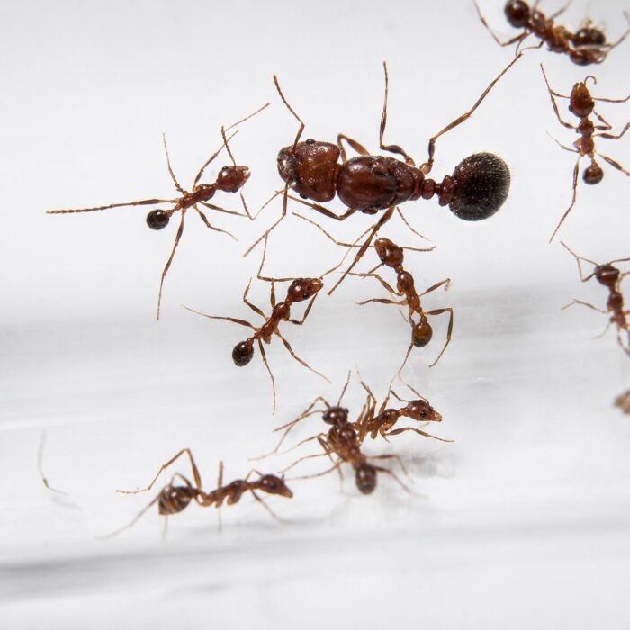 Pheidole singaporensis major worker — oversized soldier heads bigheaded ant native to the pantropics, live colony at ANTonTOP