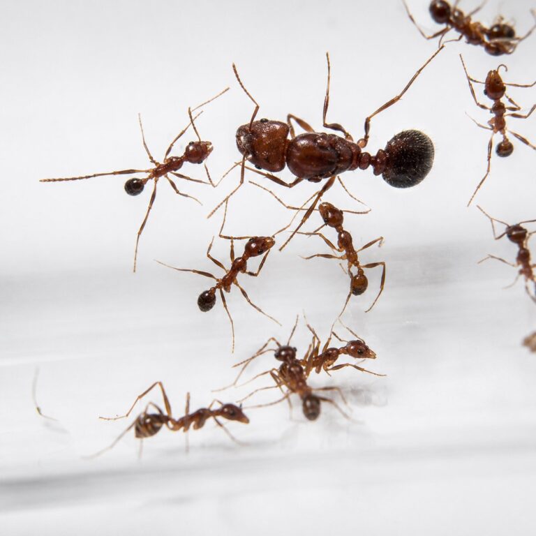 Pheidole singaporensis duża robotnica — nieproporcjonalnie duże głowy żołnierzy mrówka wielkogłowa pantropikalna, żywa kolonia w ANTonTOP