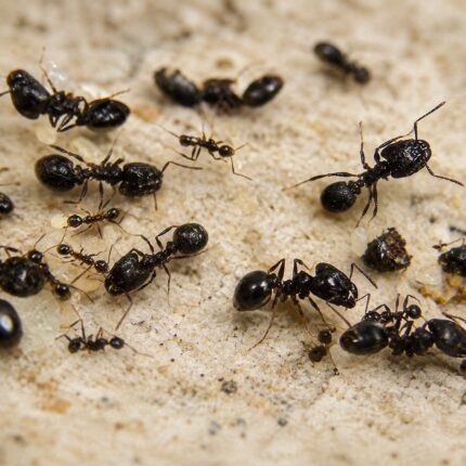 Pheidole spathifera major worker — oversized soldier heads big-headed ant native to the pantropics, live colony at ANTonTOP