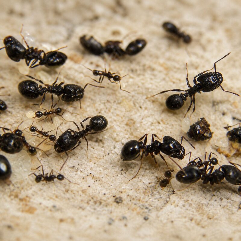 Pheidole spathifera duża robotnica — nieproporcjonalnie duże głowy żołnierzy mrówka wielkogłowa pantropikalna, żywa kolonia w ANTonTOP