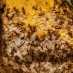 Pheidole yeensis duża robotnica — nieproporcjonalnie duże głowy żołnierzy mrówka wielkogłowa pantropikalna, żywa kolonia w ANTonTOP