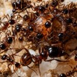 Pheidole yeensis - obrazek 2