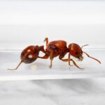 Pogonomyrmex barbatus major worker — reddish body with bearded chin and powerful mandibles harvester ant from American deserts, live colony at ANTonTOP
