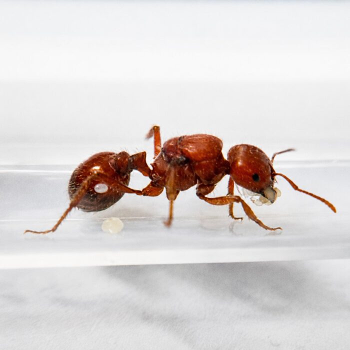 Pogonomyrmex barbatus major worker — reddish body with bearded chin and powerful mandibles harvester ant from American deserts, live colony at ANTonTOP