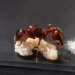 Pogonomyrmex barbatus obreras en formicario — hormiga cosechadora para criadores, recolección organizada de semillas, algunas especies con los aguijones más dolorosos