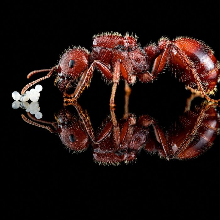 Pogonomyrmex barbatus reina con cría — colonia fundadora de hormiga cosechadora de los desiertos americanos, hormigas vivas en venta