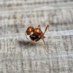 Pogonomyrmex californicus major worker — reddish body with bearded chin and powerful mandibles harvester ant from American deserts, live colony at ANTonTOP