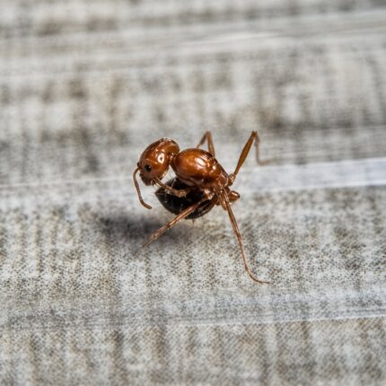 Pogonomyrmex californicus major worker — reddish body with bearded chin and powerful mandibles harvester ant from American deserts, live colony at ANTonTOP