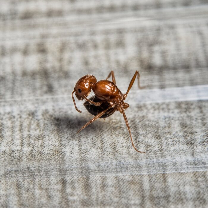 pogonomyrmexcalifornicusPogonomyrmexcalifornicus1 Pogonomyrmex californicus major worker — reddish body with bearded chin and powerful mandibles harvester ant from American deserts, live colony at ANTonTOP