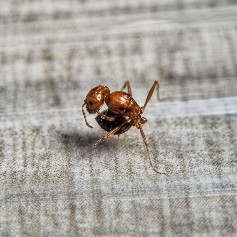 Pogonomyrmex californicus duża robotnica — rudawe ciało z brodatym podbródkiem i mocnymi żuchwami mrówka żniwiarka z pustyń Ameryki, żywa kolonia w ANTonTOP