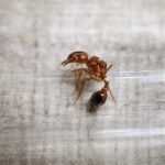 Pogonomyrmex californicus obreras en formicario — hormiga cosechadora para criadores, recolección organizada de semillas, algunas especies con los aguijones más dolorosos