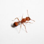 Pogonomyrmex californicus reina con cría — colonia fundadora de hormiga cosechadora de los desiertos americanos, hormigas vivas en venta