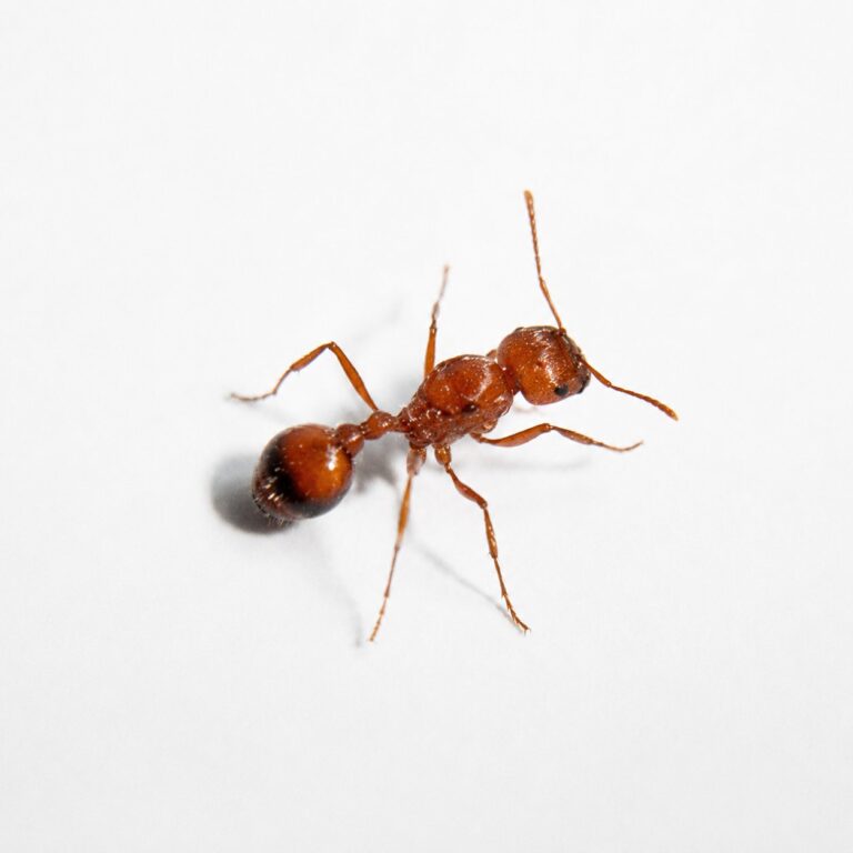 Pogonomyrmex californicus reina con cría — colonia fundadora de hormiga cosechadora de los desiertos americanos, hormigas vivas en venta
